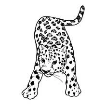 Dibujo de Pantera bebé agazapada con la cola levantada para colorear