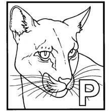 Dibujo de Pantera cara de frente con la letra P para colorear