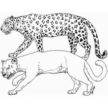 Dibujo de Pantera y leopardo caminando juntos para colorear