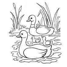 Dibujo de Pato familia nadando entre juncos para colorear