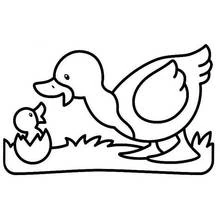 Dibujo de Pato con un patito saliendo del huevo para colorear