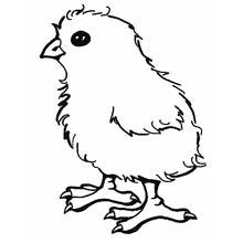 Dibujo de Pollito de pie con plumas esponjosas para colorear