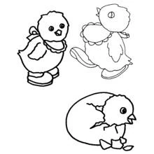 Dibujo de Pollito en tres escenas distintas para colorear
