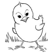Pollito - Dibujos para colorear gratis