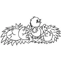 Dibujo de Pollito de pie entre huevos rotos en un nido para colorear