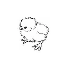 Dibujo de Pollito de pie sobre sus patitas para colorear