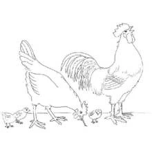 Dibujo de Pollito en familia con gallo y gallina para colorear