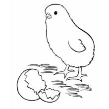 Dibujo de Pollito de pie junto a un huevo roto para colorear