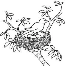 Dibujo de Pollito ave posada sobre un nido con huevos para colorear
