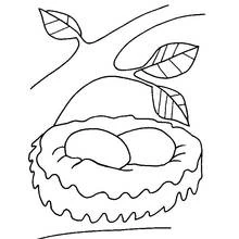 Dibujo de Pollito nido con dos huevos en una rama para colorear