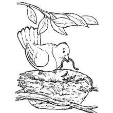 Dibujo de Pollito alimentado por un pájaro en su nido para colorear