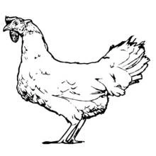 Dibujo de Pollo de pie de perfil para colorear Dibujo de Pollo de pie de perfil para colorear