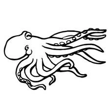 Dibujo de Pulpo nadando con los tentáculos extendidos para colorear