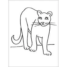 Puma - Dibujos para colorear gratis