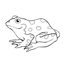 Rana - Dibujos para colorear gratis