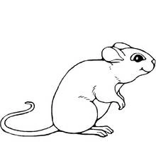 Dibujo de Ratón sentado con una larga cola enroscada para colorear