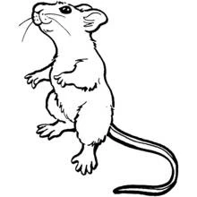 Dibujo de Ratón de pie sobre sus patas traseras para colorear Dibujo de Ratón de pie sobre sus patas traseras para colorear