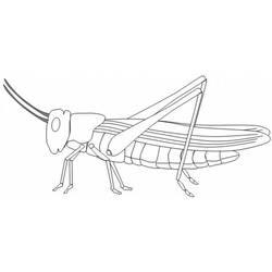 Dibujo de Saltamontes visto de perfil para colorear