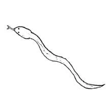 Dibujo de Serpiente deslizándose con la lengua bífida para colorear