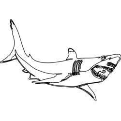 Dibujo de Tiburón con la boca abierta mostrando los dientes para colorear