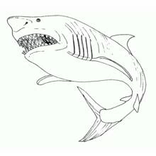 Tiburón - Dibujos para colorear gratis