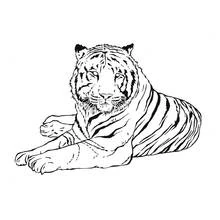 Dibujo de Tigre tumbado de frente para colorear