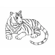 Tigre - Dibujos para colorear gratis