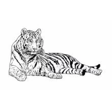 Dibujo de Tigre tumbado en reposo para colorear