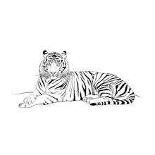 Dibujo de Tigre tumbado mirando de frente para colorear