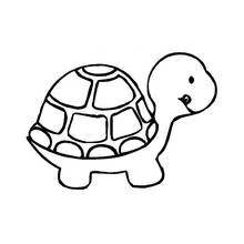 Dibujo de Tortuga de caparazón redondo para colorear