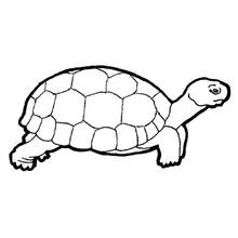 Dibujo de Tortuga de cuello estirado y caparazón hexagonal para colorear