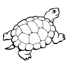Dibujo de Tortuga vista desde arriba con su caparazón para colorear