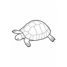 Dibujo de Tortuga caminando para colorear