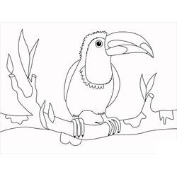 Dibujo de Tucán con garras firmes sobre madera para colorear Dibujo de Tucán con garras firmes sobre madera para colorear