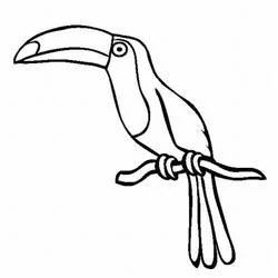 Dibujo de Tucán con plumas largas de la cola para colorear Dibujo de Tucán con plumas largas de la cola para colorear