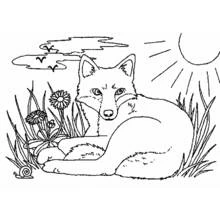 Dibujo de Zorro descansando en un prado soleado para colorear