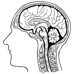 Human Brain - Dibujos para colorear gratis