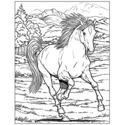 Caballo Adulto - Dibujos para colorear gratis