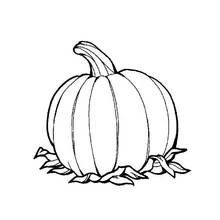 Dibujo de Calabaza con tallo curvado sobre hojas para colorear Dibujo de Calabaza con tallo curvado sobre hojas para colorear