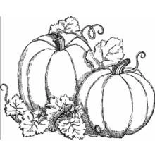 Dibujo de Calabaza dúo con hojas y zarcillos para colorear Dibujo de Calabaza dúo con hojas y zarcillos para colorear