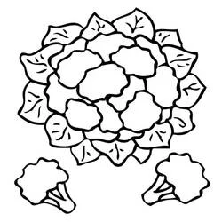 Coliflor - Dibujos para colorear gratis