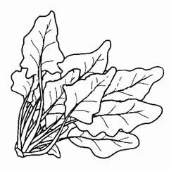 Espinaca - Dibujos para colorear gratis