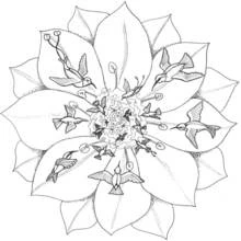 Dibujo de Mandala de flor con colibríes para colorear