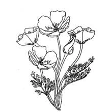 Dibujo de Amapola en ramo con capullos y hojas para colorear