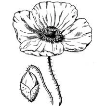 Dibujo de Amapola en flor con un capullo cerrado para colorear