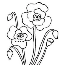 Dibujo de Amapola en flor con capullos para colorear