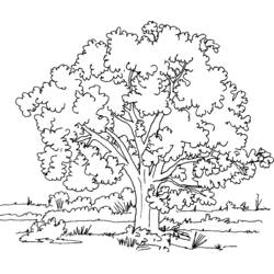 Dibujo de Árbol con copa frondosa en un campo para colorear