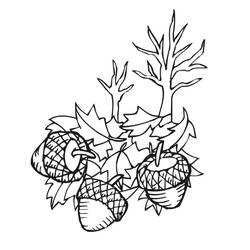 Dibujo de Bellotas y hojas de roble para colorear