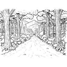 Bosque - Dibujos para colorear gratis