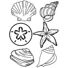 Dibujo de Concha en colección con estrella de mar para colorear